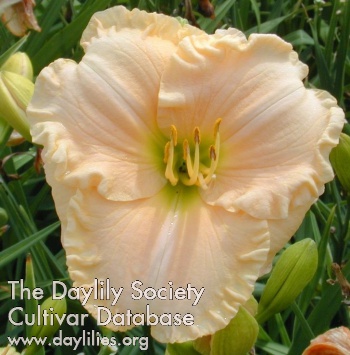 Daylily Ultimate Perfection